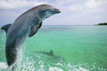 Bottlenose Dolphins (Tursiops truncatus) Caribbean Sea by Danita Delimont