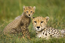 Cheetah, Acinonyx jubatus, with cub in the Masai Mara GR, Kenya. von Danita Delimont