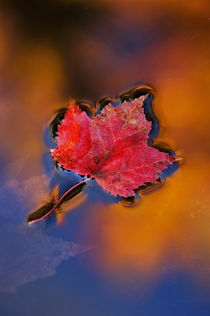 USA,New Hampshire,White Mountains,Maple Leaf in Fall Reflections. Credit as von Danita Delimont