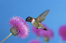 'Ruby-throated Hummingbird' by Danita Delimont