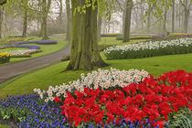 Tulips and daffodils, Keukenhof Gardens, Lisse, Netherlands von Danita Delimont