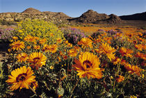 Flowering namaqua daisies, Namaqualand, Goegap Nature Reserve, South Africa by Danita Delimont