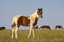Feral Horse (Equus caballus) colt with herd in the high by Danita Delimont