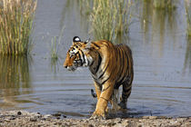 Royal Bengal Tiger in the Rajbagh Lake, Ranthambhor National Park, India. von Danita Delimont