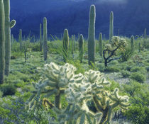 USA, Arizona, Organ Pipe Cactus National Monument von Danita Delimont