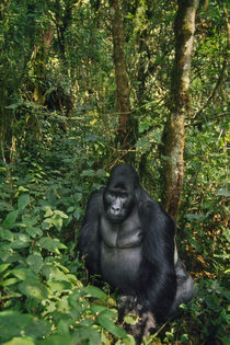 Eastern lowland gorilla, Gorilla gorilla graueri, Kahuzi Biega National Park von Danita Delimont