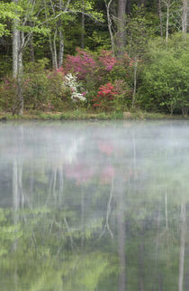 Azaleas relfecting in a pond during early morning, Georgia, USA by Danita Delimont