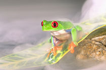 Red Eye Treefrog in the mist, Agalychinis callidryas, Native to Central America by Danita Delimont