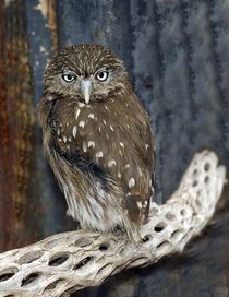 Ferruginious Pygmy Owl von Danita Delimont