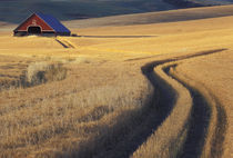 NA, USA, Idaho, south of Moscow Roadway through wheat to barn von Danita Delimont