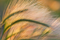 Foxtail barley backilt near East Glacier Montana by Danita Delimont