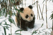 Panda cub on snow, Wolong, Sichuan, China von Danita Delimont