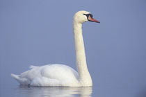 Mute Swan, Cygnus olor, adult in fog, Unterlunkhofen, Switzerland, Dezember 1998 by Danita Delimont