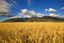 Mature stand of wheat sits below the Swan Mountain Range in the Flathead Valley von Danita Delimont