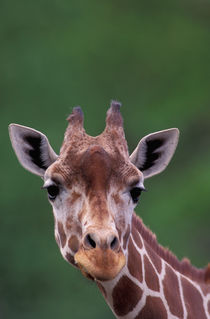 Africa, Kenya, Impala Ranch. Reticulated Giraffe von Danita Delimont