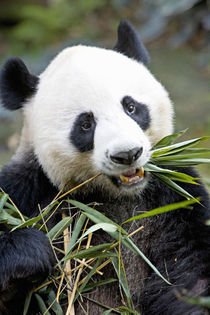 Panda eating bamboo shoots at a Panda reserve Unesco World Heritage site von Danita Delimont