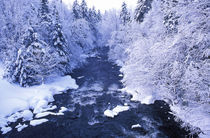 Fresh snow, Northern Forest, Pittsburg, NH, by Danita Delimont