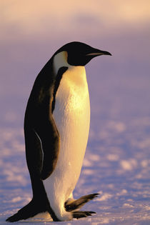 Antarctica, Australian Antarctic Territory, Auster 'EP' Rookery by Danita Delimont