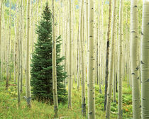 USA, Colorado, White River National Forest, Silver FIr in Aspen Grove by Danita Delimont