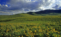 Wildflowers with Bisin grazing at the National Bison Range in Montana von Danita Delimont
