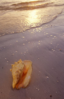 Queen conch onshore before sunset  Strombus gigas Linne Florida by Danita Delimont