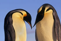 Emperor penguins greeting, Aptenodytes forsteri, Antarctica von Danita Delimont