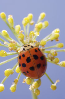 USA, California, San Diego, Close-up of a lady beetle on a flower. Credit as von Danita Delimont