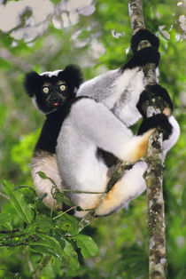 Indri climbing tree, Indri indri, Andasibe, Madagascar von Danita Delimont