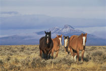 DFH-52   Four horses near Cody, Wyoming, Heart Mountain in distance.  Original von Danita Delimont