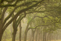 USA; Georgia; Savannah; An oak lined drive in the fog. by Danita Delimont