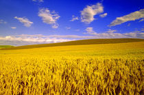 NA,USA,Washington State,Palouse Region,Harvest Time Wheat Crop von Danita Delimont