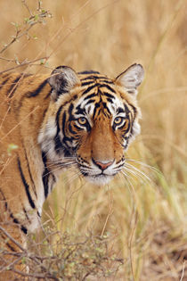 Royal Bengal Tiger watching from the grassland, Ranthambhor National Park, India von Danita Delimont