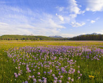 Meadow of penstemon wildflowers in the Sawtooth National Forest near Idaho von Danita Delimont
