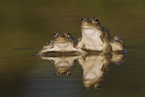 Rio Grande Leopard Frog, Rana berlandieri von Danita Delimont