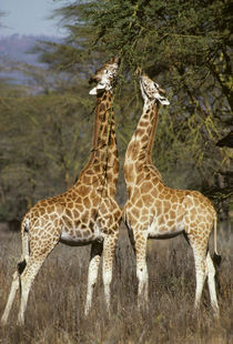 Reticulated giraffes foraging from acacia, Kenya von Danita Delimont