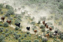 USA, Washington, Malaga, Running horses form vee shape during roundup von Danita Delimont