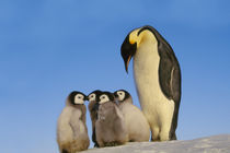Emperor penguin with chicks, Aptenodytes forsteri, Antarctica by Danita Delimont