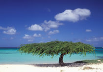 Caribbean, Aruba. Eagle Beach by Danita Delimont