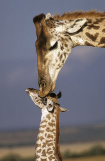 Africa, Kenya, Masai Mara. Giraffes (Giraffe camelopadalis) by Danita Delimont