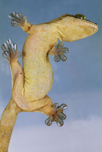 Tokay gecko climbing on glass, Gekko gecko, Panama by Danita Delimont