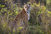 Bengal tigress in tall grass, trying to hunt, dry season, April by Danita Delimont