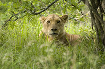 South African Lioness, Panthera leo, Hluhulwe Game Reserve, South Africa by Danita Delimont