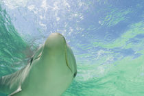 Bottlenose Dolphins (Tursiops truncatus) Caribbean Sea near Roatan, Honduras von Danita Delimont