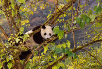 Panda on tree with autumn foliage, Wolong, Sichuan, China von Danita Delimont