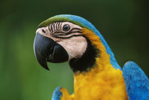 Blue-and-yellow macaw, Ara ararauna, Tambopata Reserve, Peru von Danita Delimont