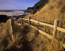 OR, Oregon Coast, Yachats, Neptune Bay and trail to beach by Danita Delimont