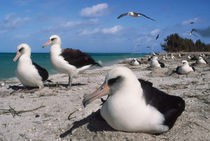 Laysan albatrosses on beach, Phoebastria immutabilis, Hawaiian Leeward Islands by Danita Delimont