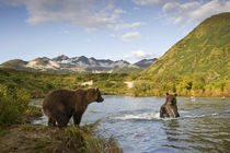 Grizzly Bear Sow and Cub, Katmai National Park, Alaska by Danita Delimont