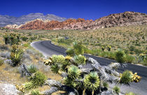 Red Rock Canyon National Conservation Area, Las Vegas, Nevada, USA von Danita Delimont