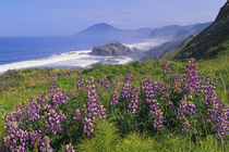 Lupine flowers and rugged coastline along southern Oregon by Danita Delimont
